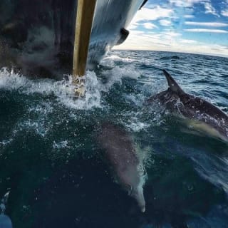 Half Day Dolphin & Wildlife Cruise - Tauranga 4
