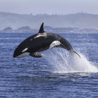 Half Day Dolphin & Wildlife Cruise - Tauranga 5