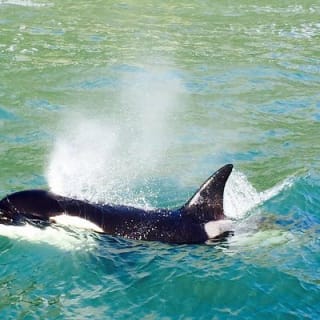 Half Day Dolphin & Wildlife Cruise - Tauranga 8
