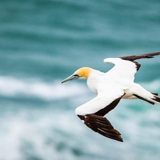 Half Day Dolphin & Wildlife Cruise - Tauranga 10
