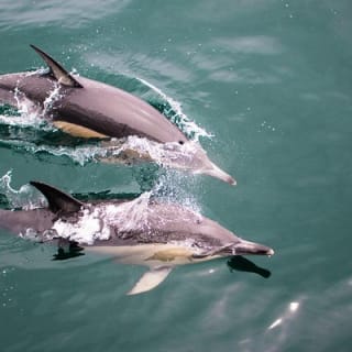Half Day Dolphin & Wildlife Cruise - Tauranga 12
