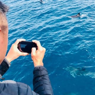 Half Day Dolphin & Wildlife Cruise - Tauranga 13