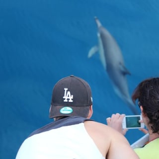 Half Day Dolphin & Wildlife Cruise - Tauranga 15