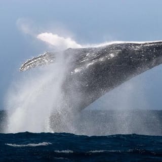 Half Day Dolphin & Wildlife Cruise - Tauranga 16