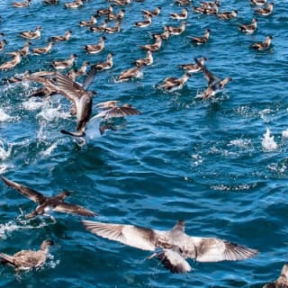 Half Day Dolphin & Wildlife Cruise - Tauranga 17