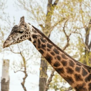 Wilder Institute's Calgary Zoo: Entry Ticket 5