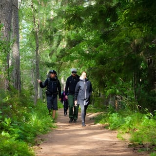 Magical Taiga Forest Hike con Almuerzo y Transporte 5