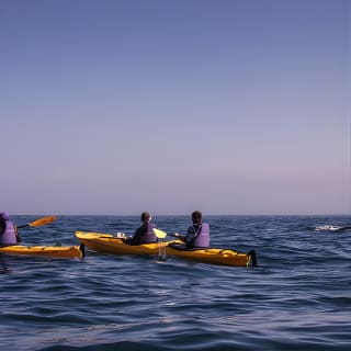 Kayak Chapman's Peak and Karbonkelberg in Hout Bay 6