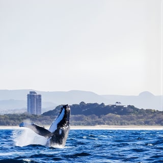 Nagez avec les baleines Gold Coast 3