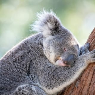 Port Stephens Koala Sanctuary 2