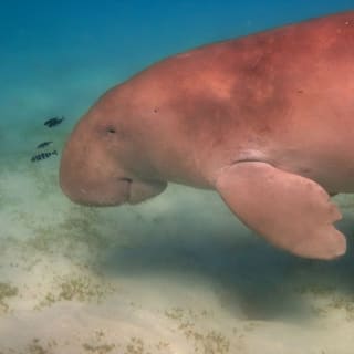 Biscayne Bay: Una Aventura de Snorkel Guiada desde South Beach 10