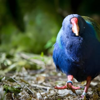Zealandia - Twilight Guided Eco Wildlife Tour 5