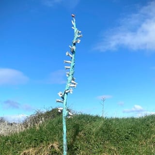 Burren Nature Sanctuary  12