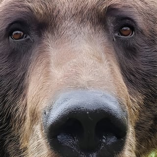 Anchorage to Wilderness Wildlife Glacier Value 4