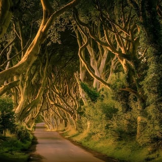 Belfast - Giants Causeway, Dunluce Castle und Dark Hedges 5