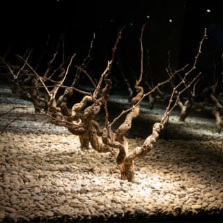 VINSEUM Entry with Catalan Wine Tasting (3 Wines) 7