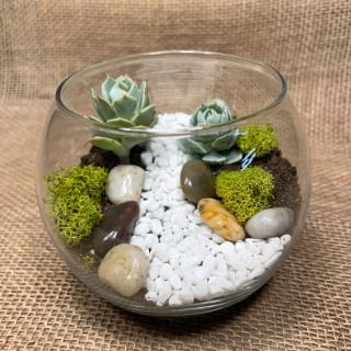 Open Succulent Terrarium 3