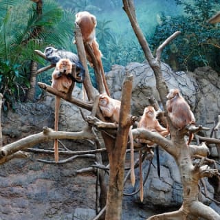 Bronx Zoo 1