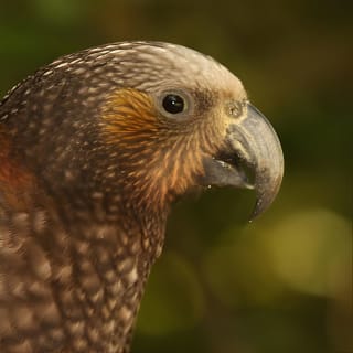 Zealandia - Twilight Guided Eco Wildlife Tour 6