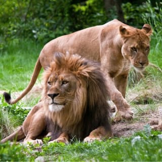 Bronx Zoo 4