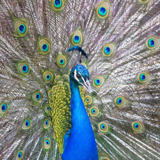 Bronx Zoo 6