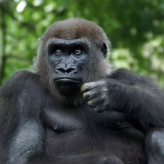 Bronx Zoo 7
