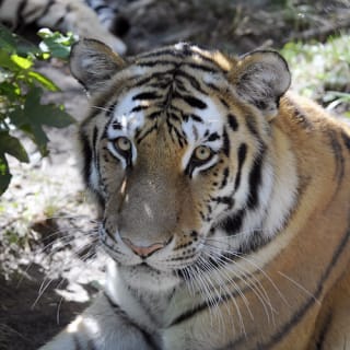Bronx Zoo 8