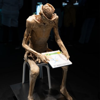 Bodies Evolution: Cuerpos humanos reales - Copiapó 2