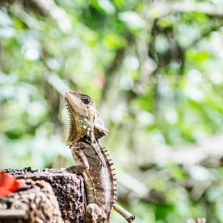 1-Hour Daintree River wildlife cruise 4
