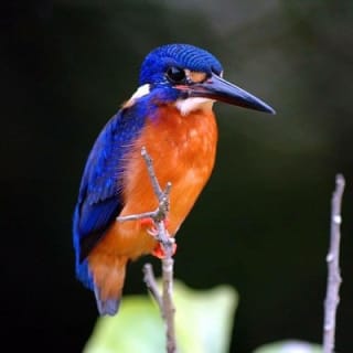 1-Hour Daintree River wildlife cruise 5