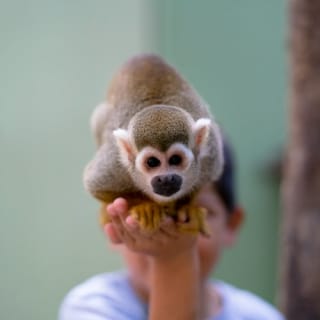 Akumal Monkey Sanctuary & Rescued Animals: Tour guiado 4