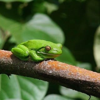 1-Hour Daintree River wildlife cruise 6