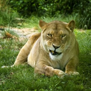 Bronx Zoo 9