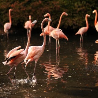 Bronx Zoo 10