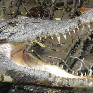 1-Hour Daintree River wildlife cruise 8