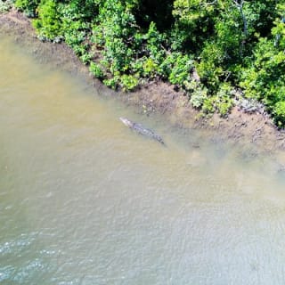 1-Hour Daintree River wildlife cruise 10