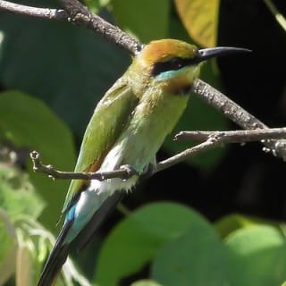 1-Hour Daintree River wildlife cruise 11