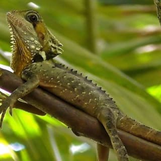 1-Hour Daintree River wildlife cruise 12