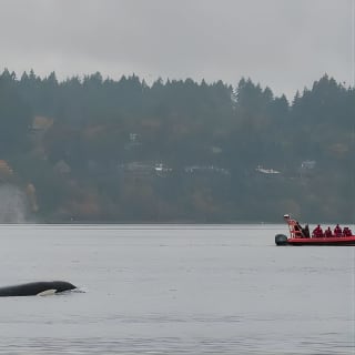 Excursión de Vida Silvestre Marina del Zodíaco desde Victoria 1