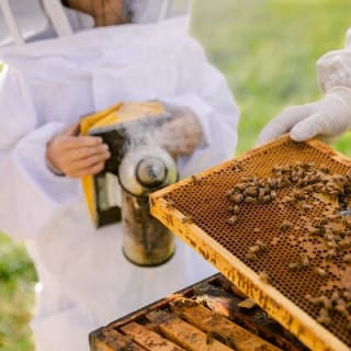 Small-Group Beekeeping Experience in Tauherenikau 5