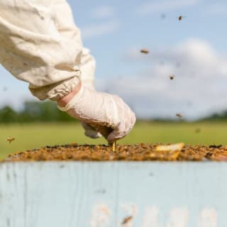 Small-Group Beekeeping Experience in Tauherenikau 6