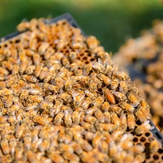 Small-Group Beekeeping Experience in Tauherenikau 7