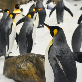 iVenture Flexi Attractions Pass Melbourne 5