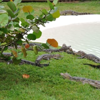 Everglades: 1-Hour Boggy Creek Airboat Tour at Southport Park 3