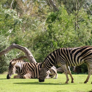 iVenture Flexi Attractions Pass Melbourne 6