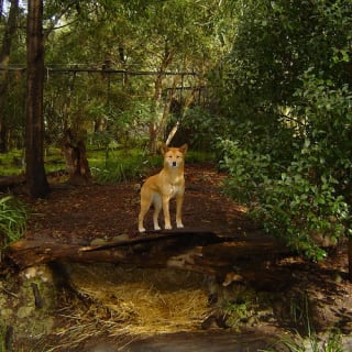 iVenture Flexi Attractions Pass Melbourne 8