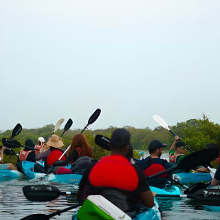 Kayak Through the Mangroves to the Purple Island 3