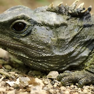 Small Group Daytime 2-Hour Eco Wildlife Tour at Zealandia 2