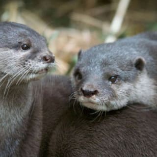 Melbourne Zoo: Entry Ticket 1