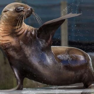 Melbourne Zoo: Entry Ticket 2
